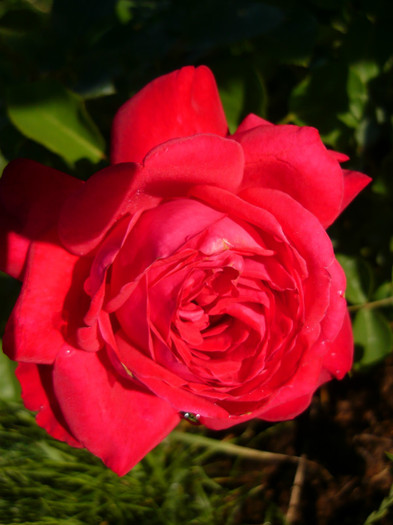 101 - TRANDAFIRI 2012-2013-2014