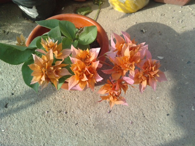 P140712_08.260001 - Bougainvillea