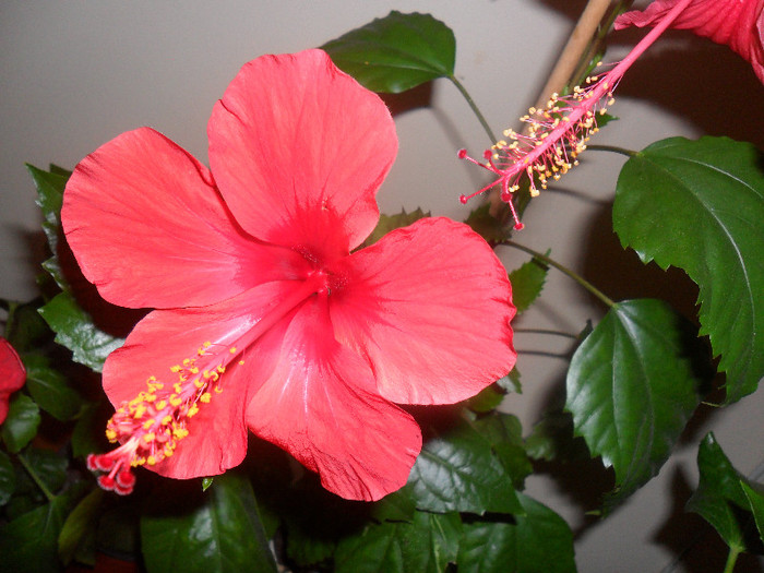 Hibiscus rosu ( intens - Rosario Red?) - Hibiscus 2012-1