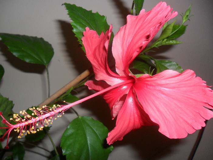 Hibiscus Archerii - Hibiscus 2012-1