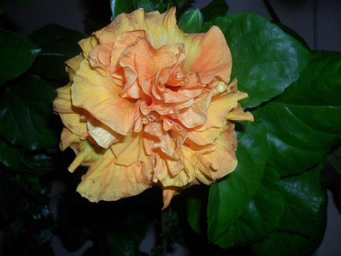 Hibiscus Clasic Apricot