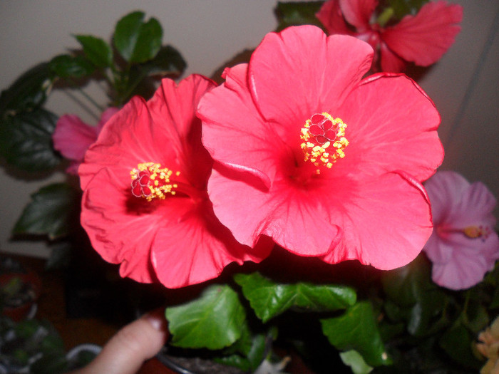 Helene ( rosu inchis- grena)