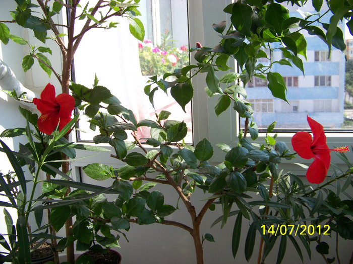 354_7245 - Flori 2012