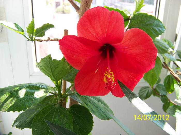 354_7247 - Flori 2012