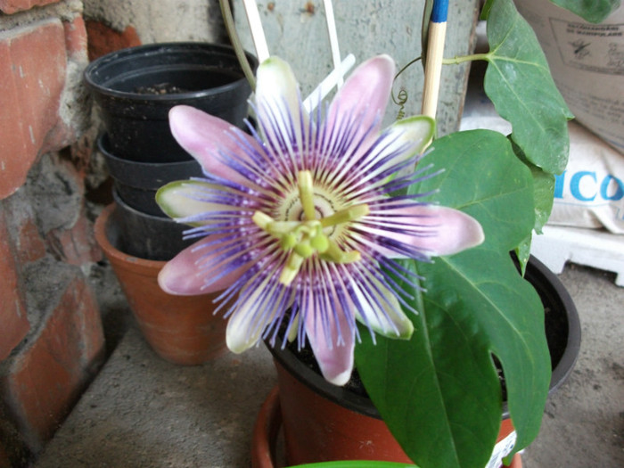 Picture 502 - Passiflora