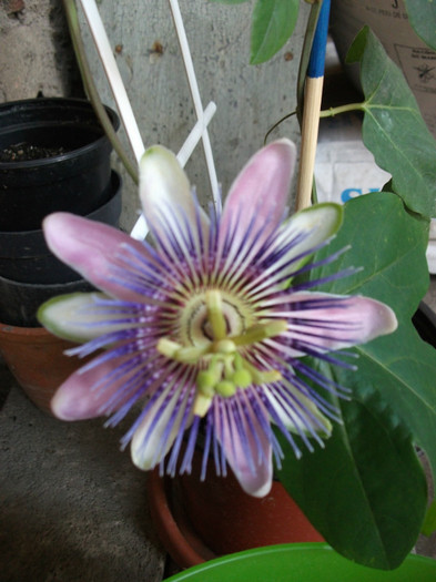 Picture 503 - Passiflora