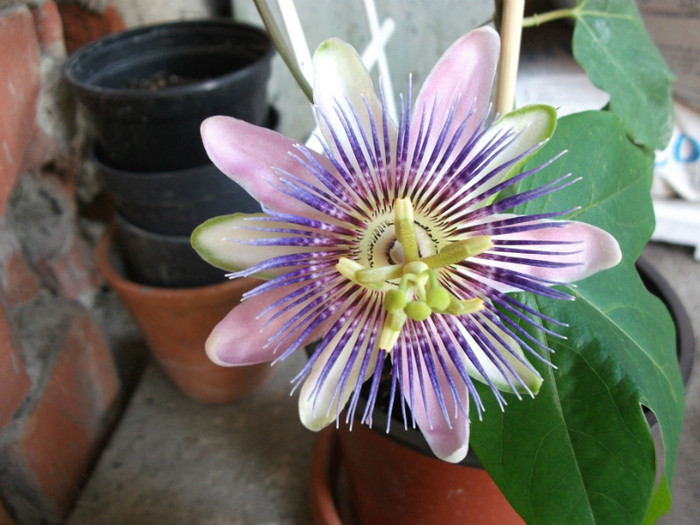 Picture 505 - Passiflora