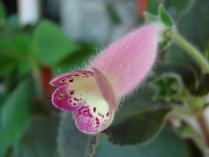 Jardin du Monet - Kohleria