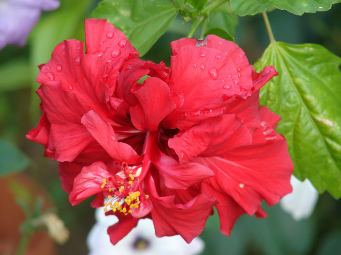 DSC00098 - Hibiscus