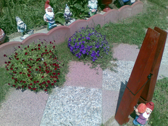 14072012 - flori gradina