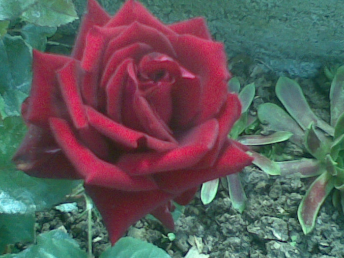 10062012(004) - trandafiri