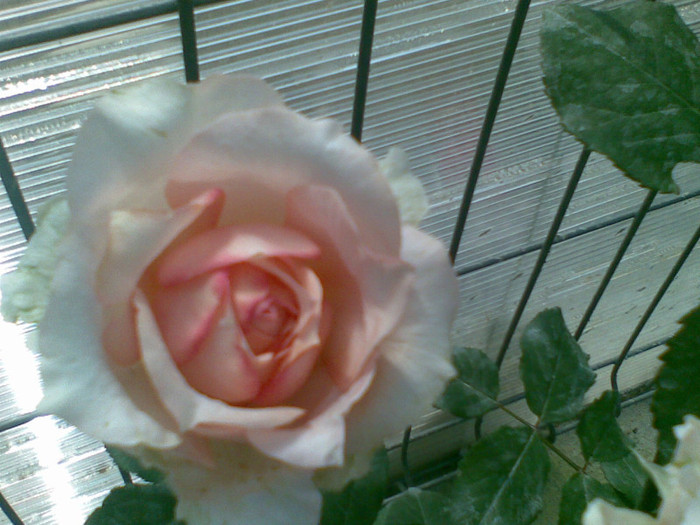 10062012(008) - trandafiri