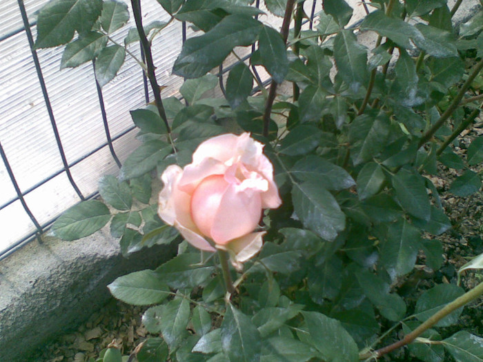 10062012(006) - trandafiri