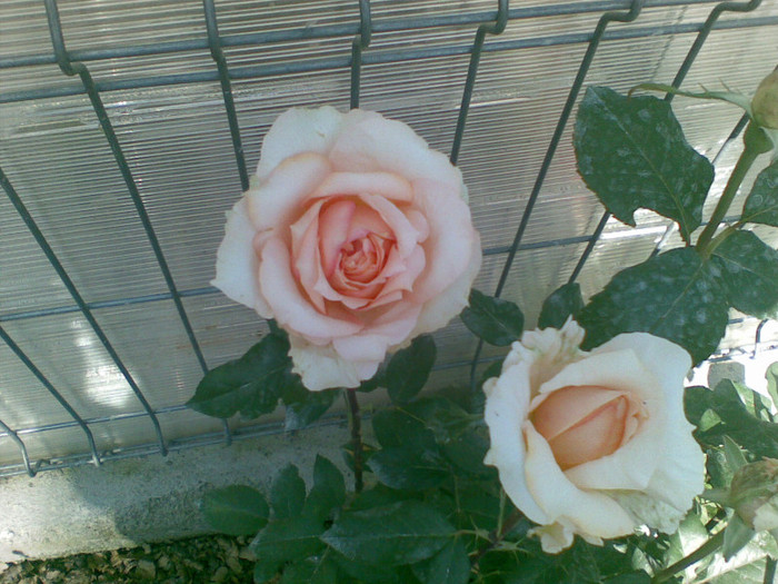 11062012(003) - trandafiri