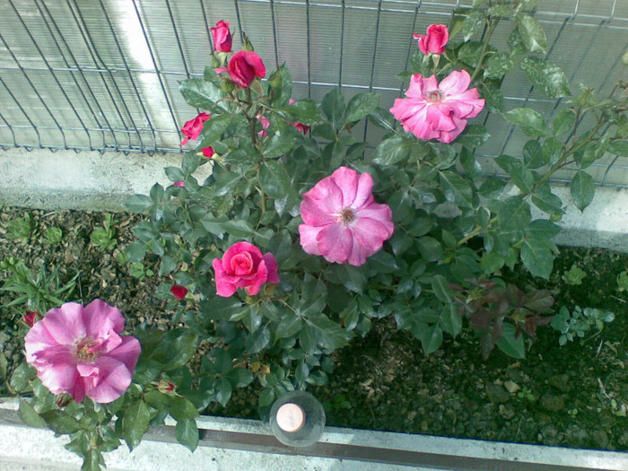 14062012(001) - trandafiri