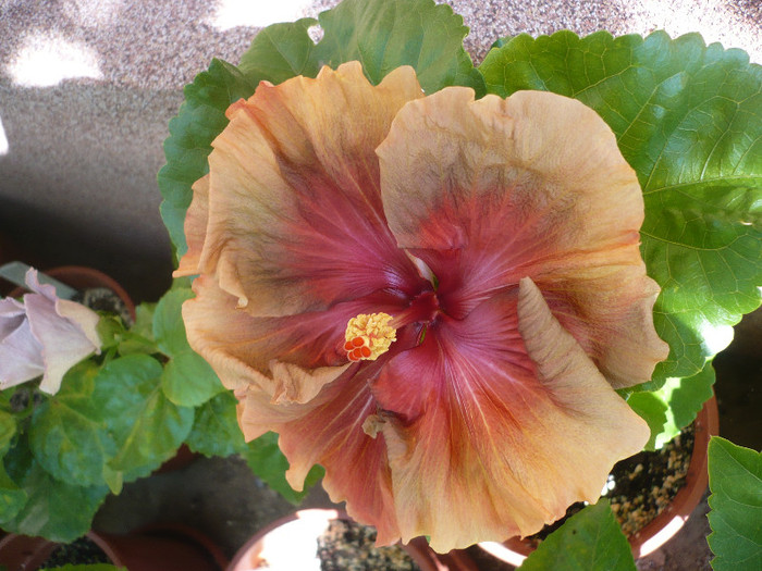 P1150794 - HIBISCUSI 2012-2