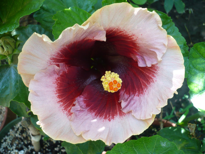 P1150798 - HIBISCUSI 2012-2