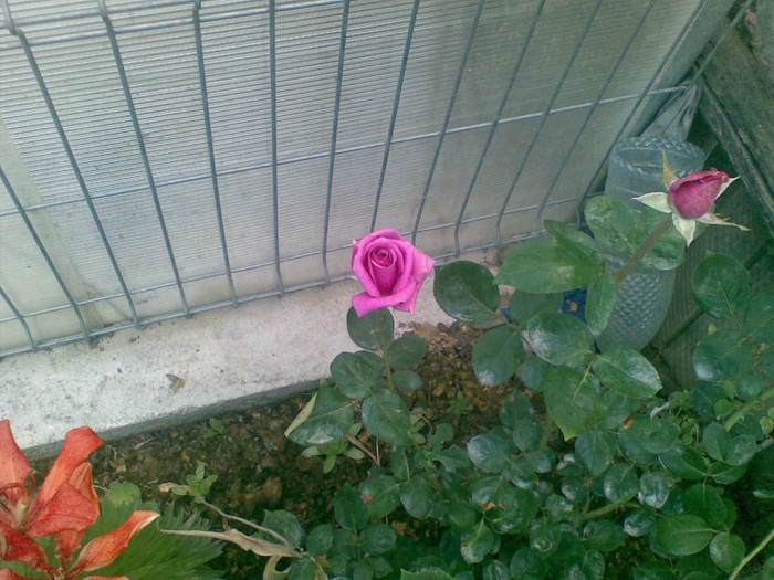 12062012 - trandafiri