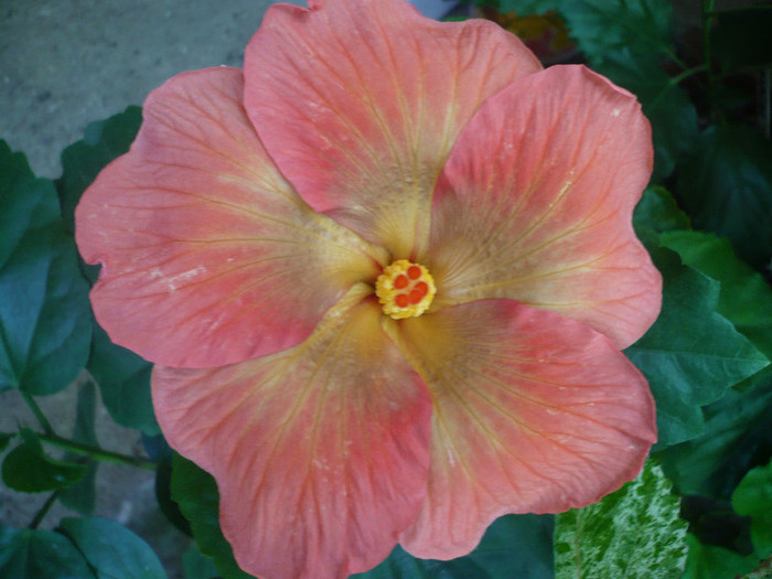 P1150802 - HIBISCUSI 2012-2