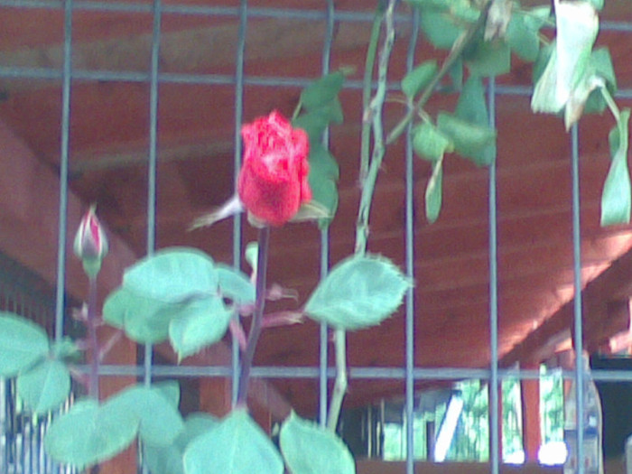 CATARATOR - trandafiri