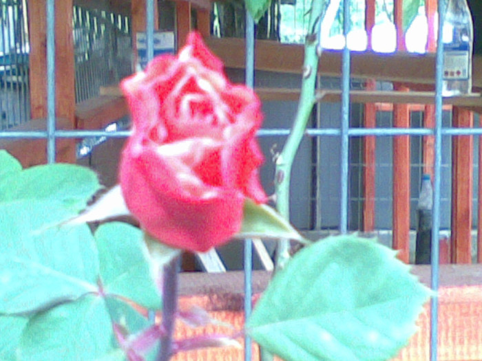 17052012(002) - trandafiri