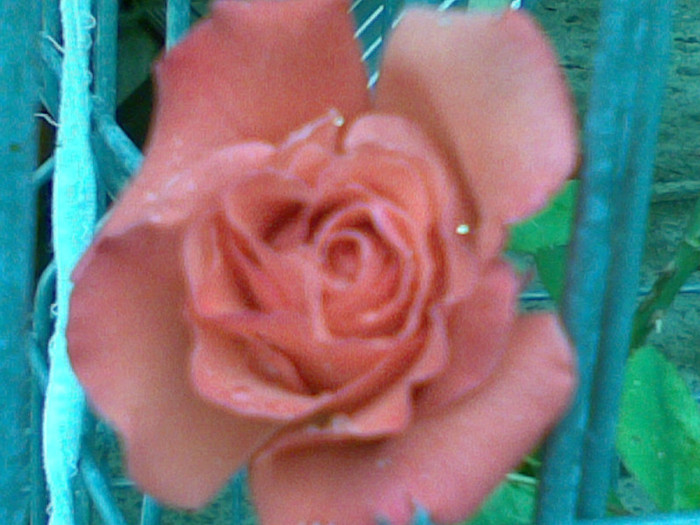 17052012(004) - trandafiri
