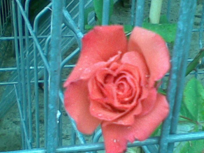 17052012(005) - trandafiri