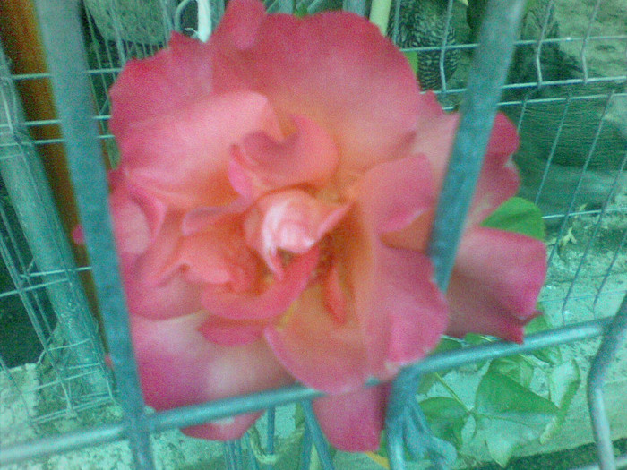 19052012(003) - trandafiri