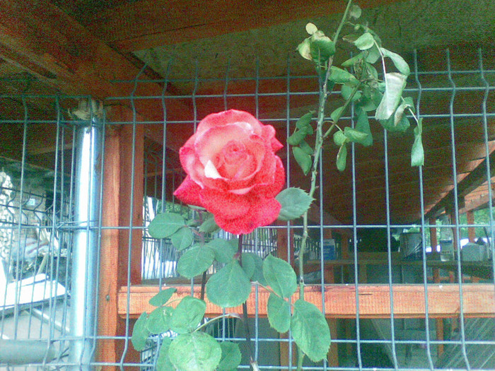 19052012 - trandafiri