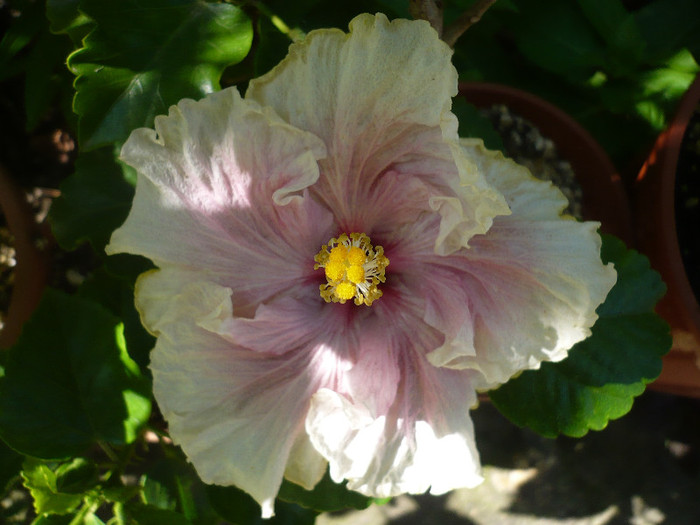 P1150805 - HIBISCUSI 2012-2