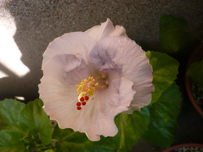 P1150815 - HIBISCUSI 2012-2