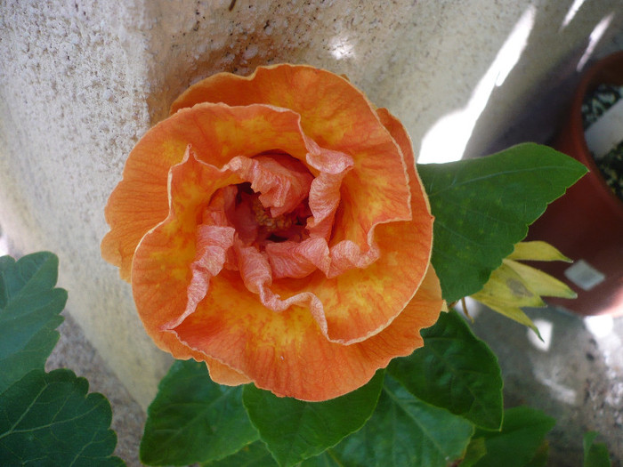 P1150823 - HIBISCUSI 2012-2