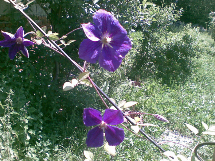 CLEMATITA