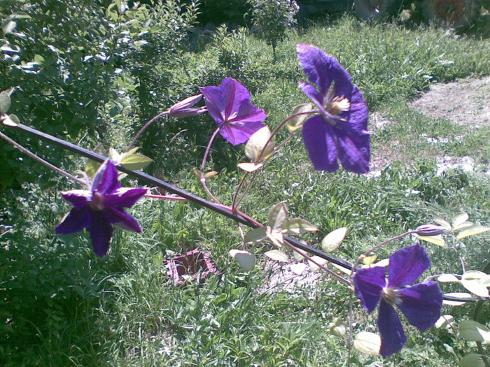 CLEMATITA