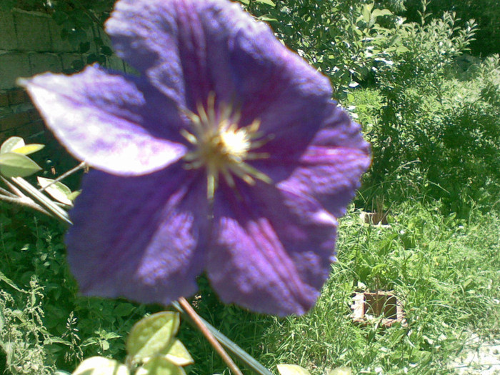 CLEMATITA