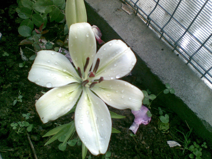 CRIN IMPERIAL CREM - flori gradina