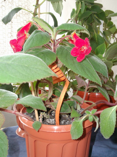 Picture 3969 - FLORI DIVERSE