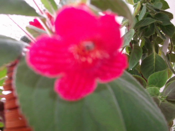 Picture 3970 - FLORI DIVERSE