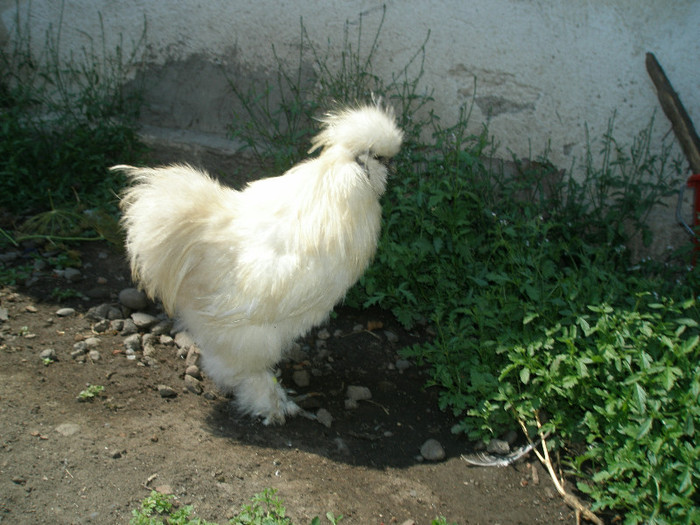 cocos 2011 matase de vanzare.