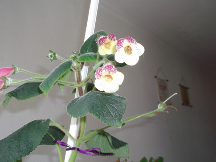 Picture 3972 - FLORI DIVERSE