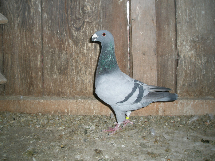 mascul de vanzare 2011