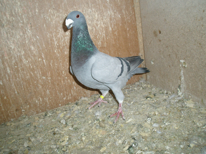 mascul de vanzare 2011 - 01---- aici ----  VANZARI-CUMPARARI_pasari_porumbei