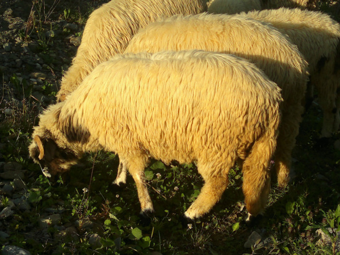 300620121048 - mieii mei 2012