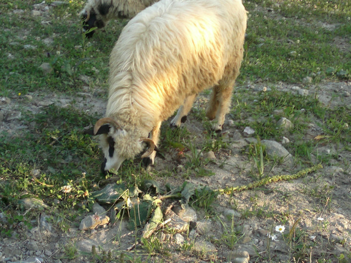 300620121053 - mieii mei 2012