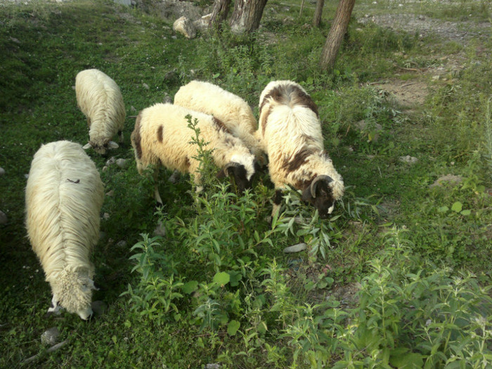 300620121091 - mieii mei 2012