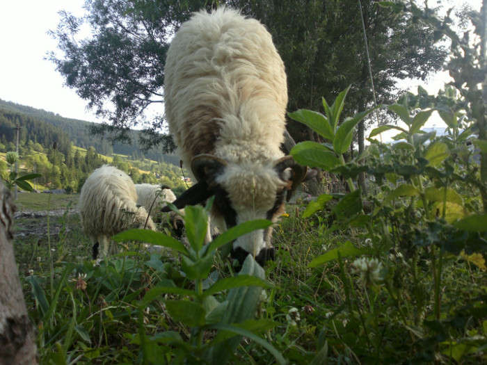 300620121096 - mieii mei 2012