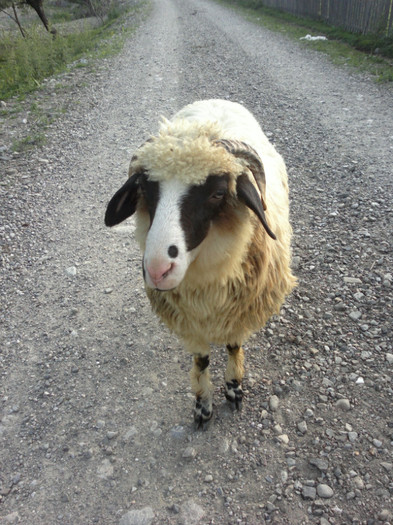 300620121098 - mieii mei 2012