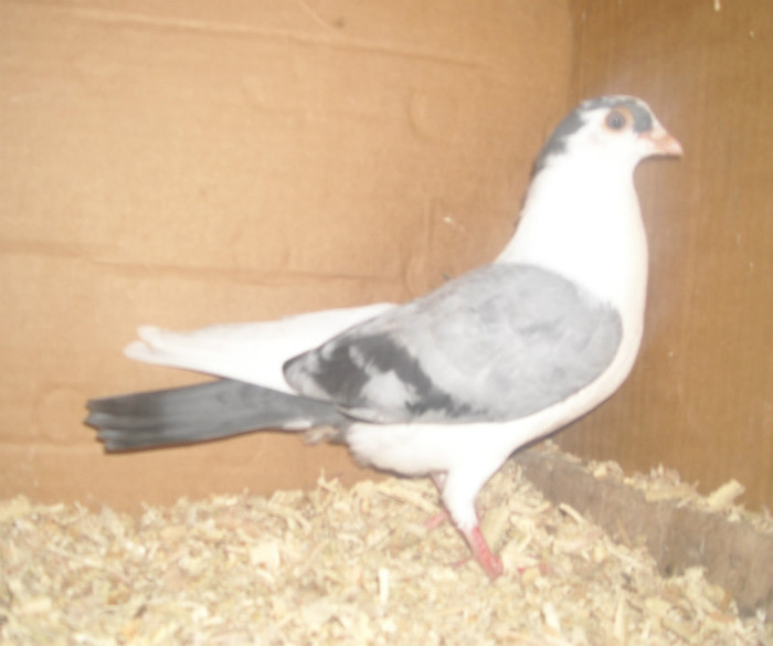 Dat in Alba Iulia - D- Porumbei JUCATORI DE GALATI VANDUTI Album 1