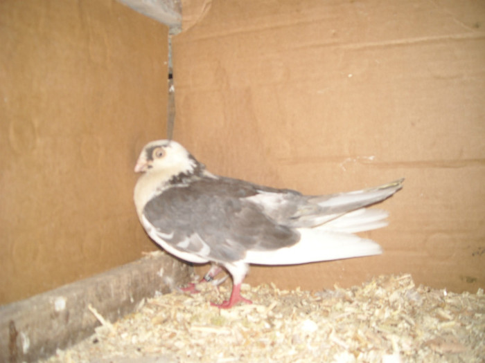 Dat in Alba Iulia - D- Porumbei JUCATORI DE GALATI VANDUTI Album 1