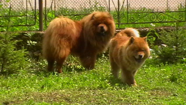 IMGA0305 - chow-chow maramures